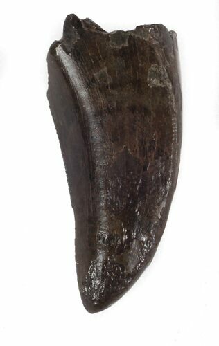 Bargain Tyrannosaur (Nanotyrannus) Tooth - Montana #37185